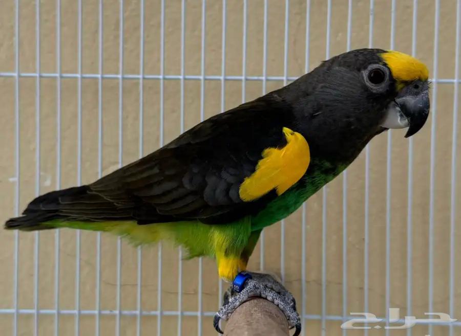 For lovers of rare items, Meyers' parrot chicks64560754168577110