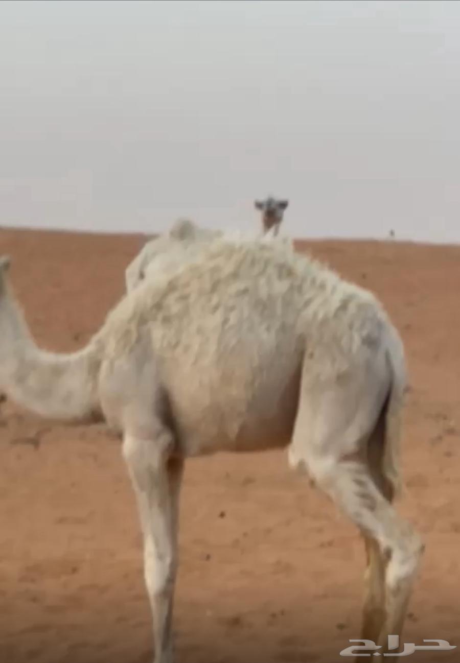 For sale, a ten-year-old camel with a sitting posture64557217809665113