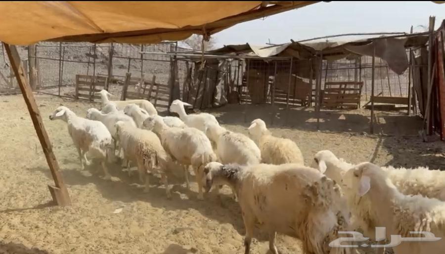 Sheep for sale, including lambs and pregnant ewes (( Sold ))64559351734018111