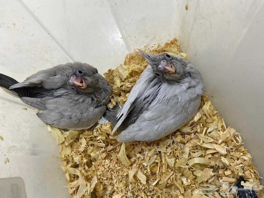 فروخ كروان اميرالد تم البيع64554593323779111