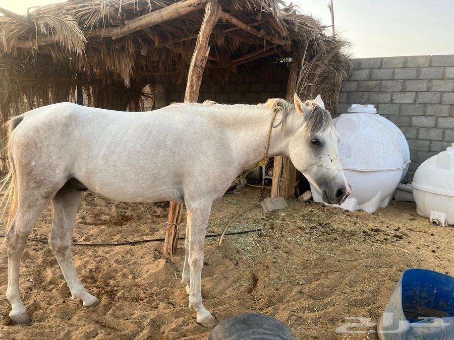 حصان شعبي64562431688066110