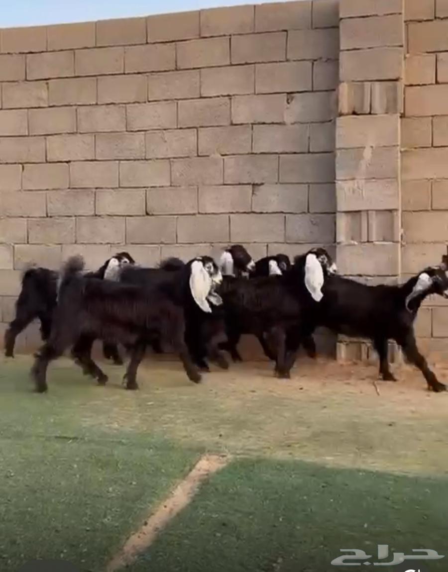 جفار عوارض طيبه64555673000579110