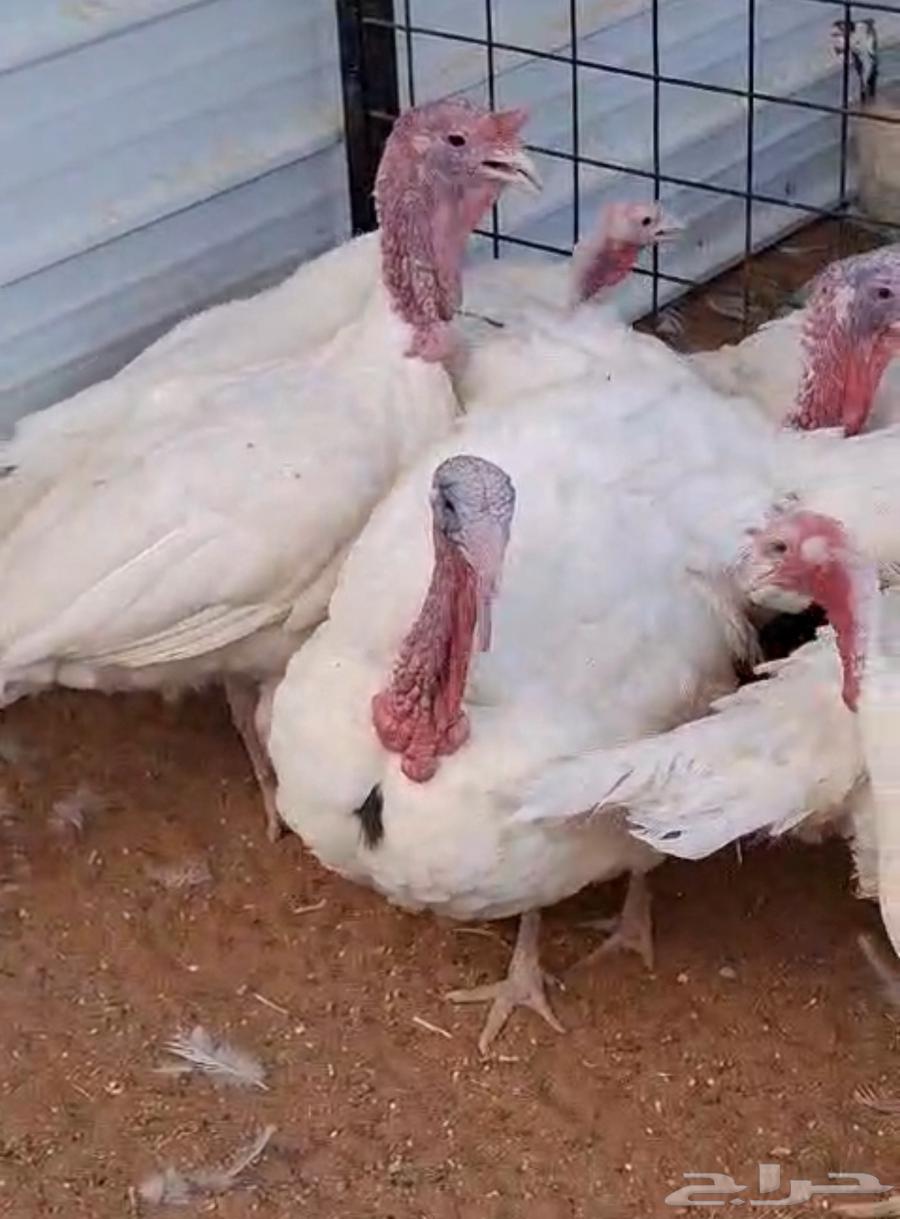 رومي لبيع64558461242627110