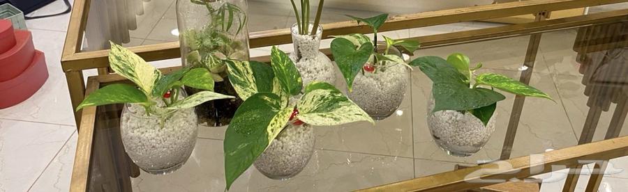 هدايا نبات البوتس الهولندي64555222066562112