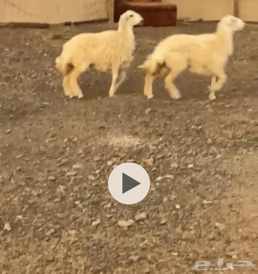 رخال جذعات طيبات تم البيع64560402951042111