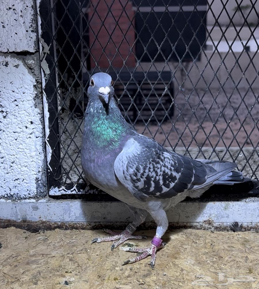 فحل زاجل اخ مباشر لثالث حجل ذهبي نقطة الأبطال 2022064554914461570110