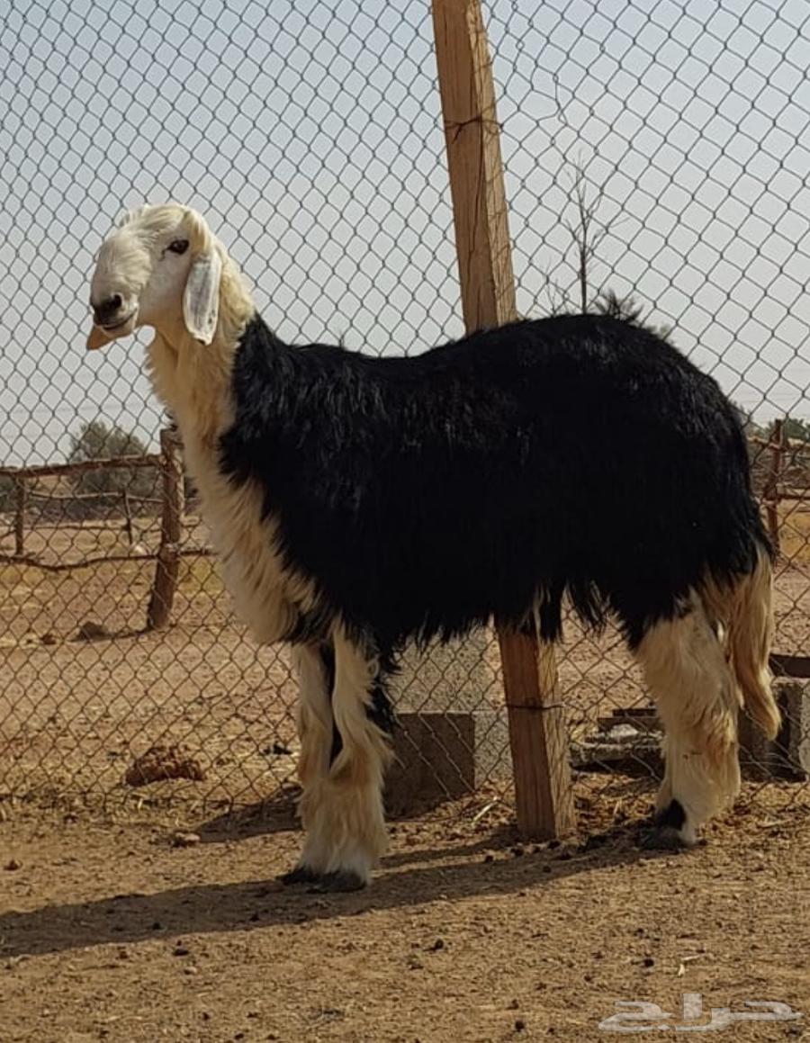 بيع الله يبارك له فحل نجدي جذع64558377905027110