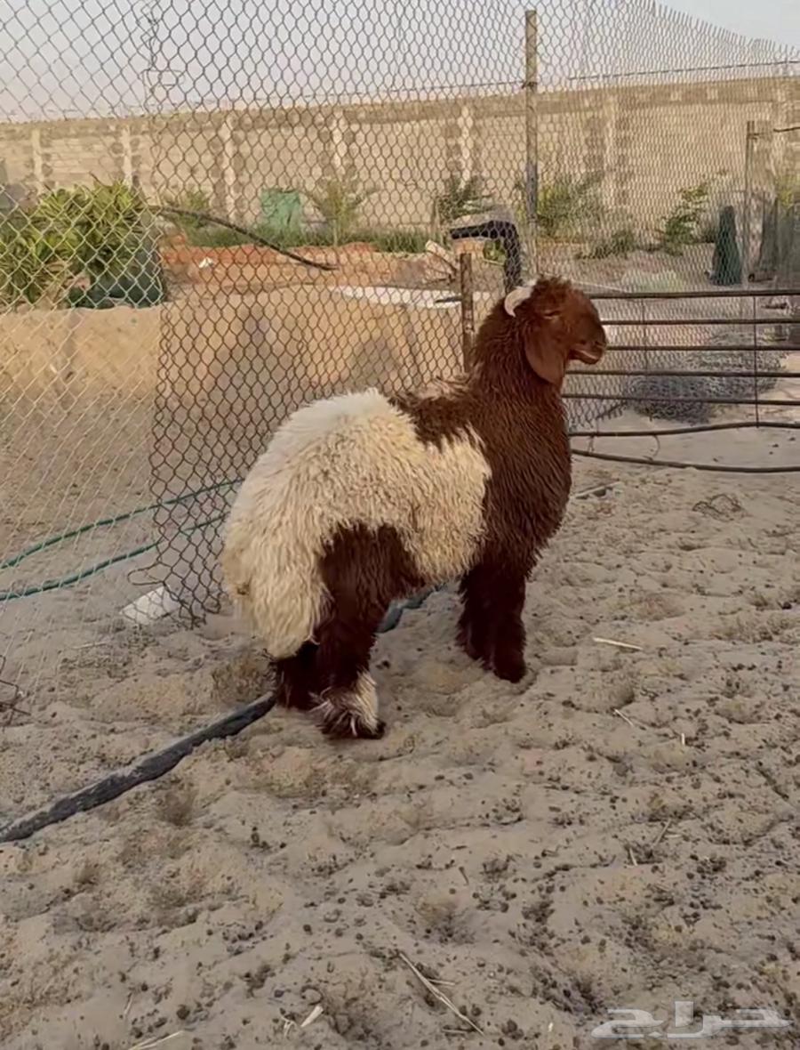 للبيع ذبايح نعيم بلدي64555305330563110