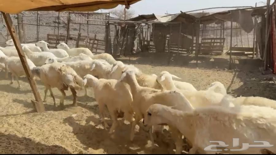 Sheep for sale, including lambs and pregnant ewes (( Sold ))64559351734018112