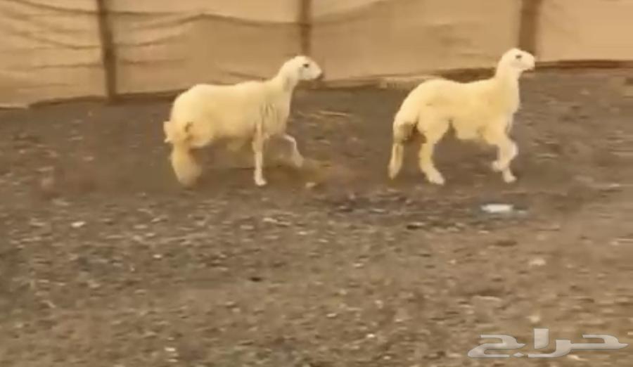 رخال جذعات طيبات تم البيع64560402951042110