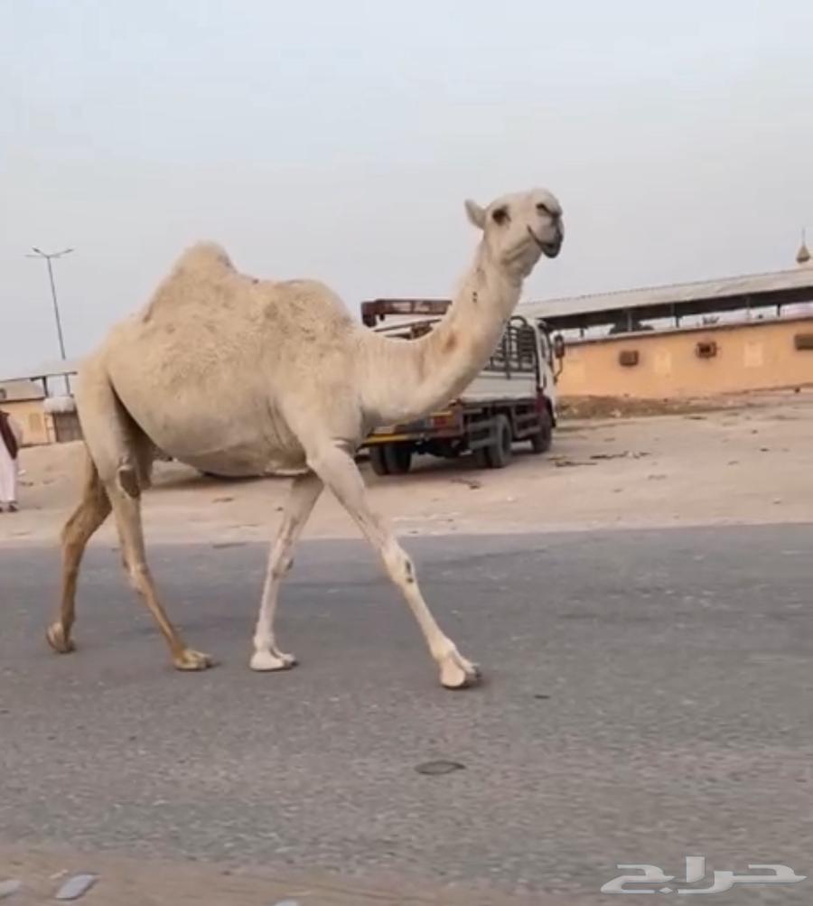 للبيع بكره رمانيه64561107164289110