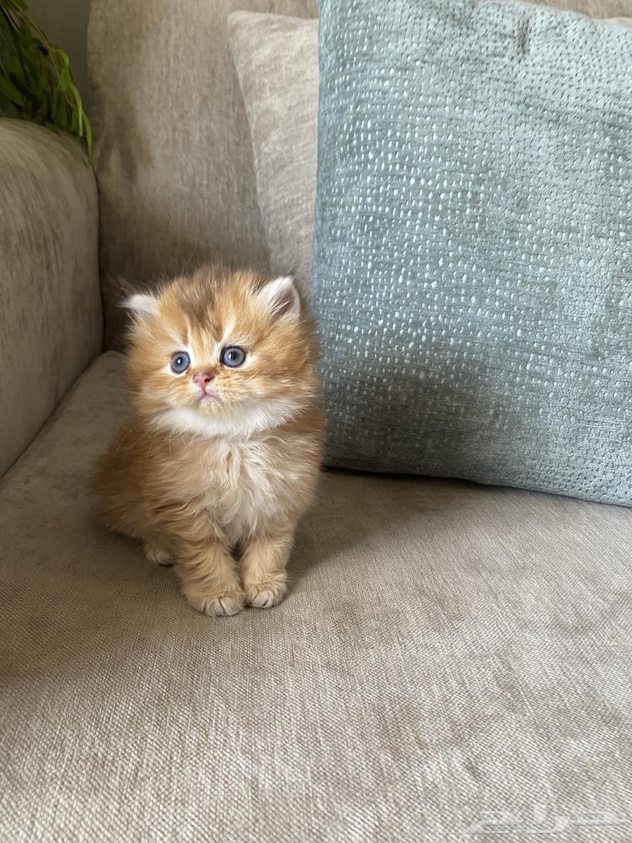 قطط للبيع سكوتش64557810225283114