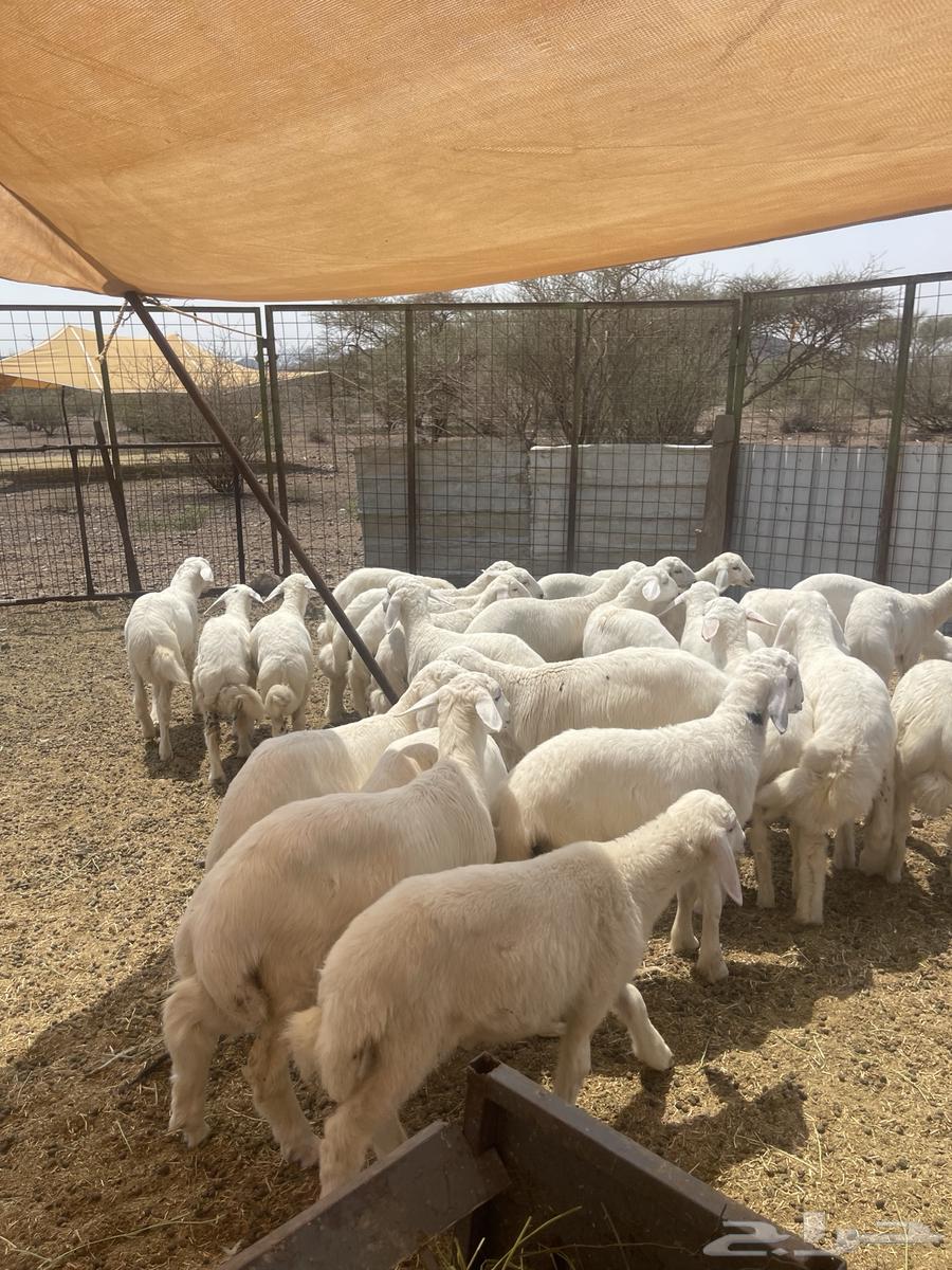 Talian (Sold)64556539606145113