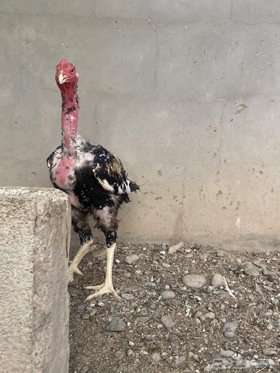 ديك باكستاني64559196326017110