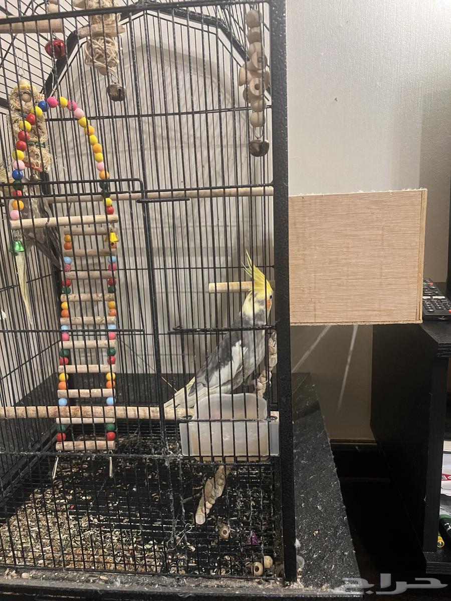 طير كروان العمر الذكر سنتين الأنثى سنة ونص مع القفص64556427320578110
