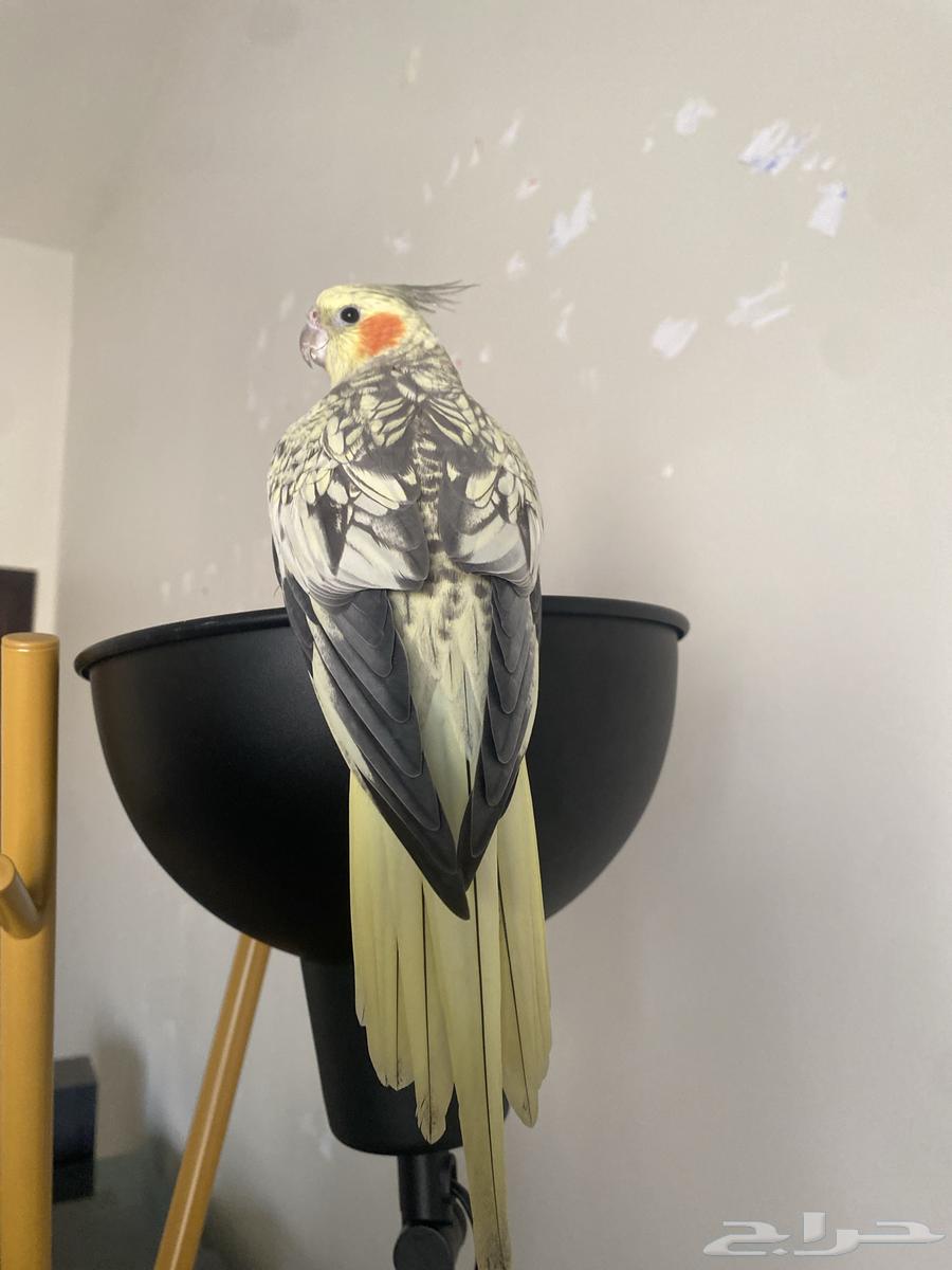 حيوان كروان64556973518082112