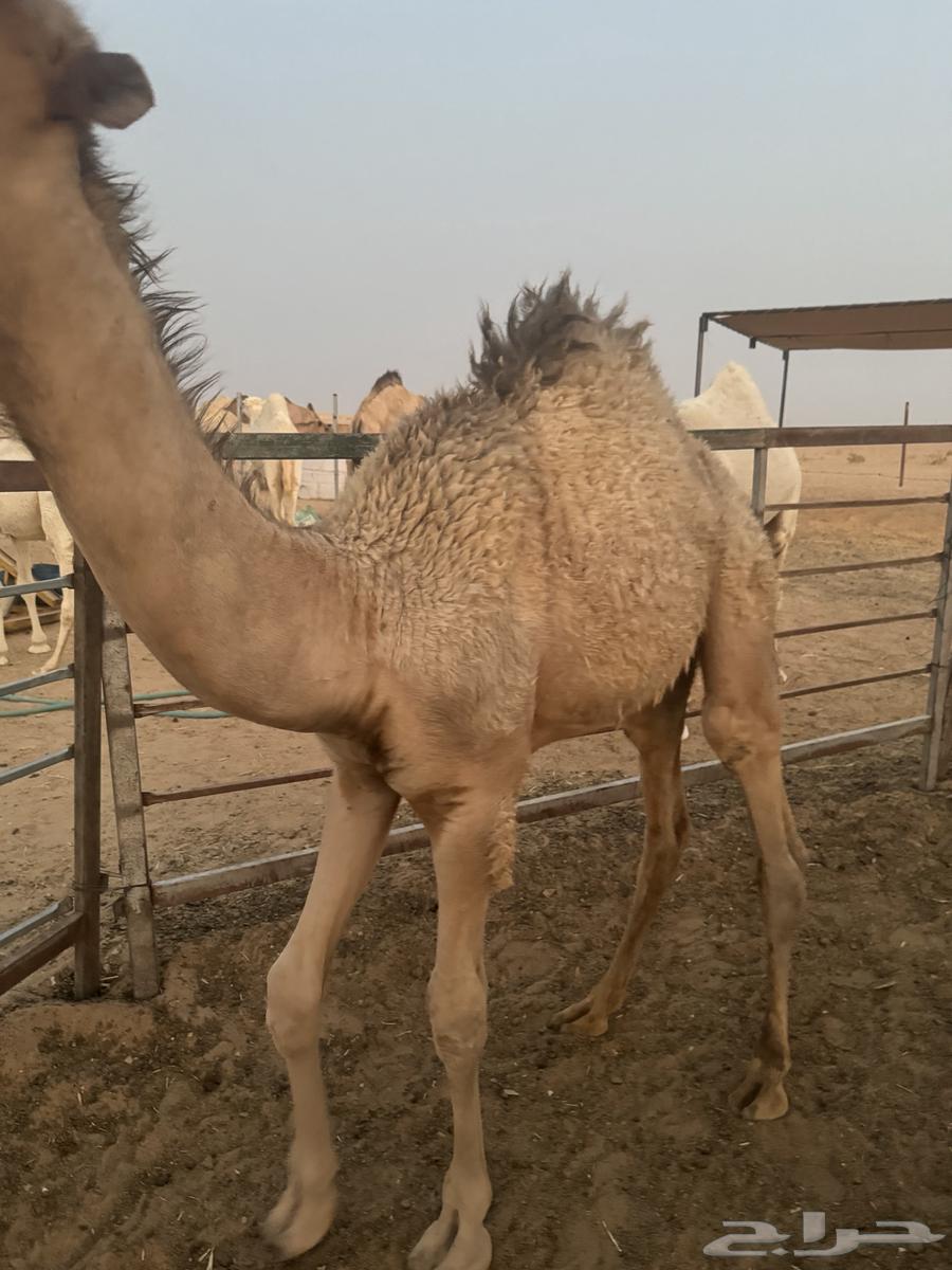 قعود طايش على حليب شرط64559967548419111