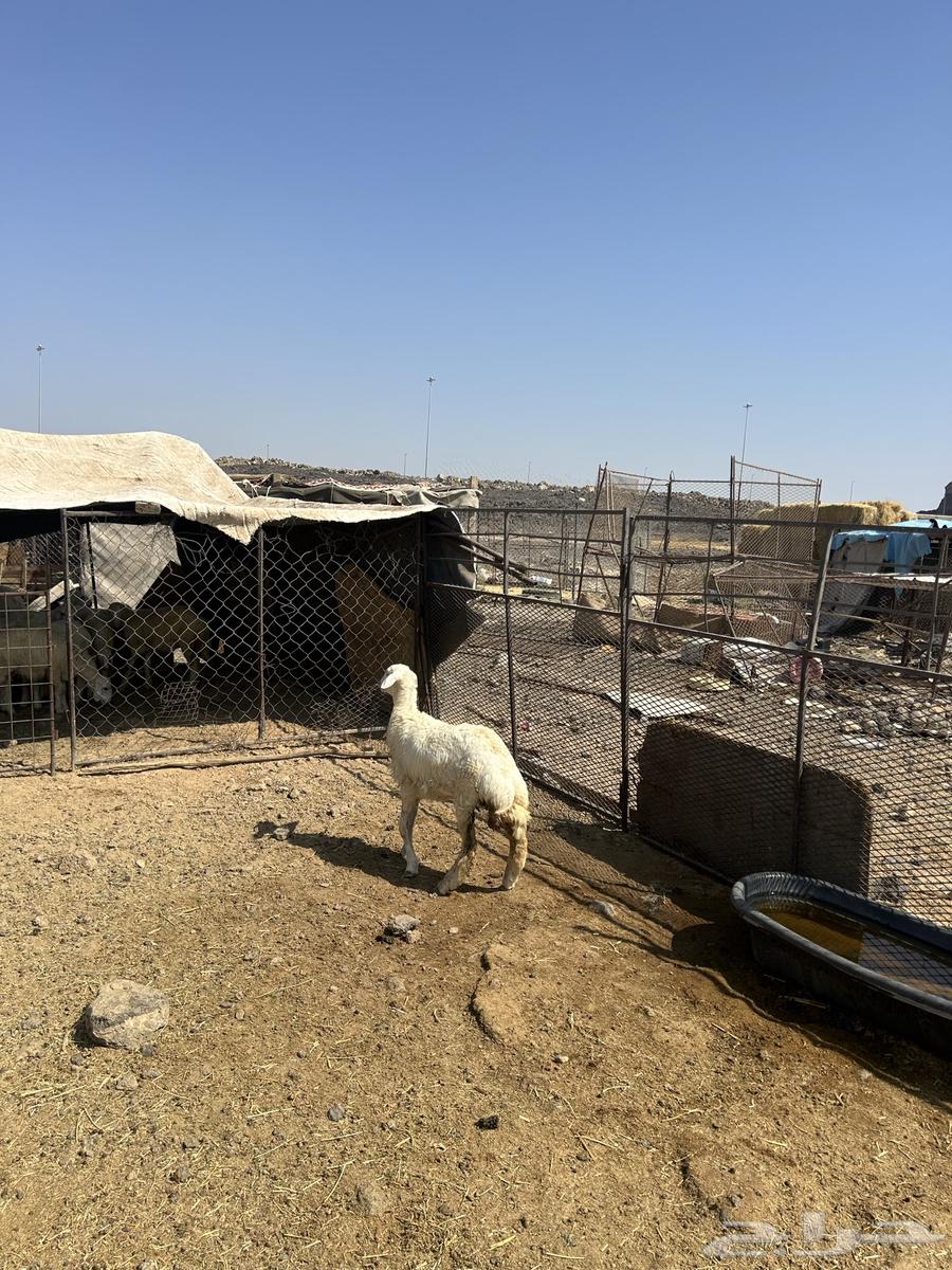 رخل حريه الحد ( 1170 ) تم البيع64554482885122112