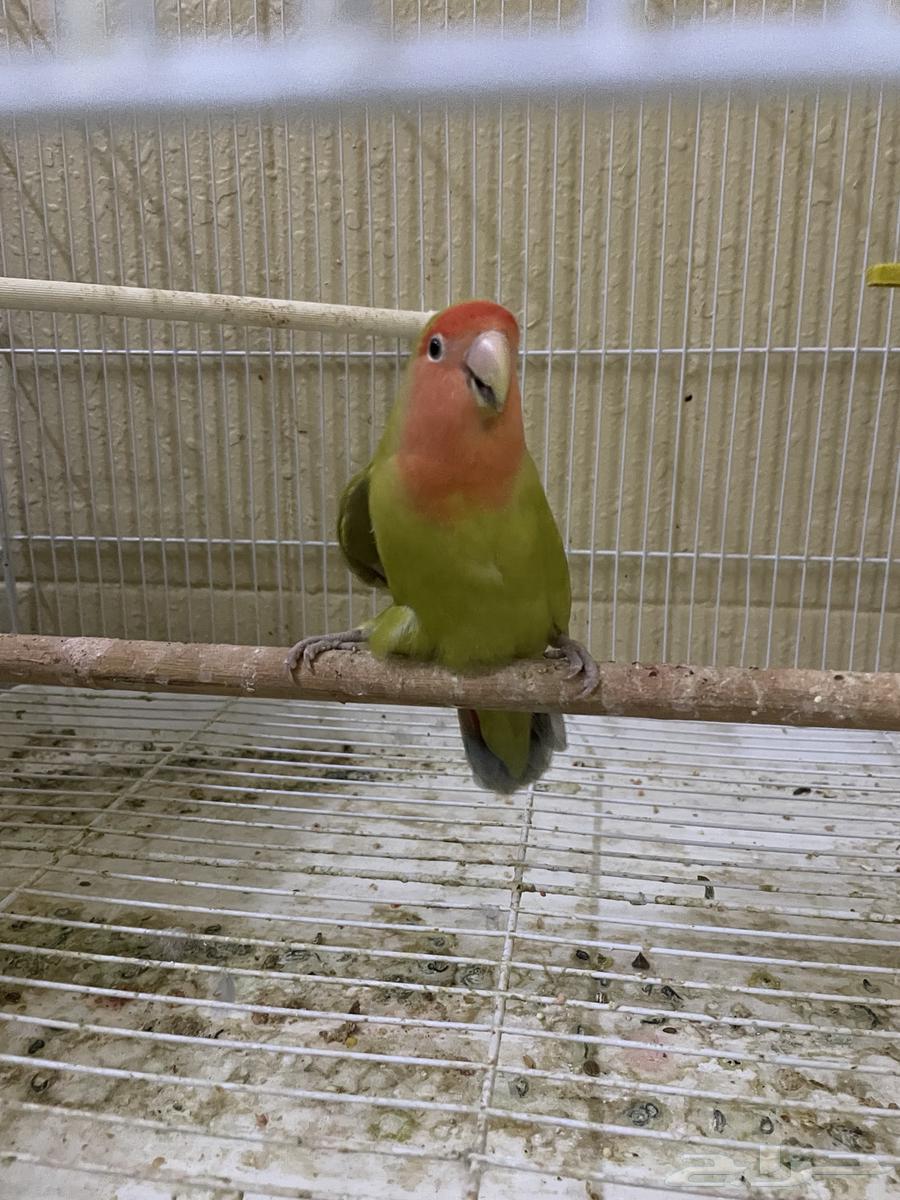 للبيع انثى روز64559351763459114