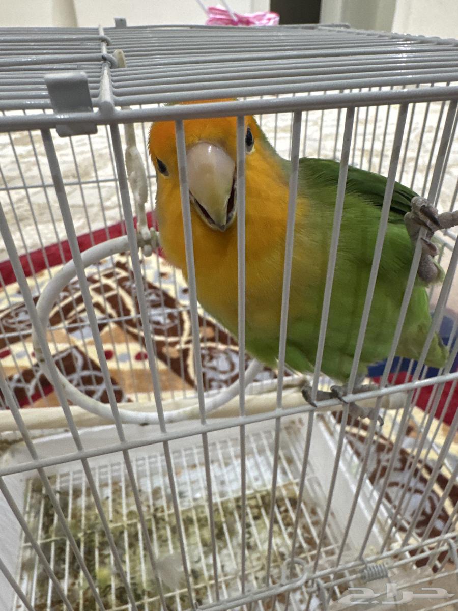 بغبغاء روز64553440138625111