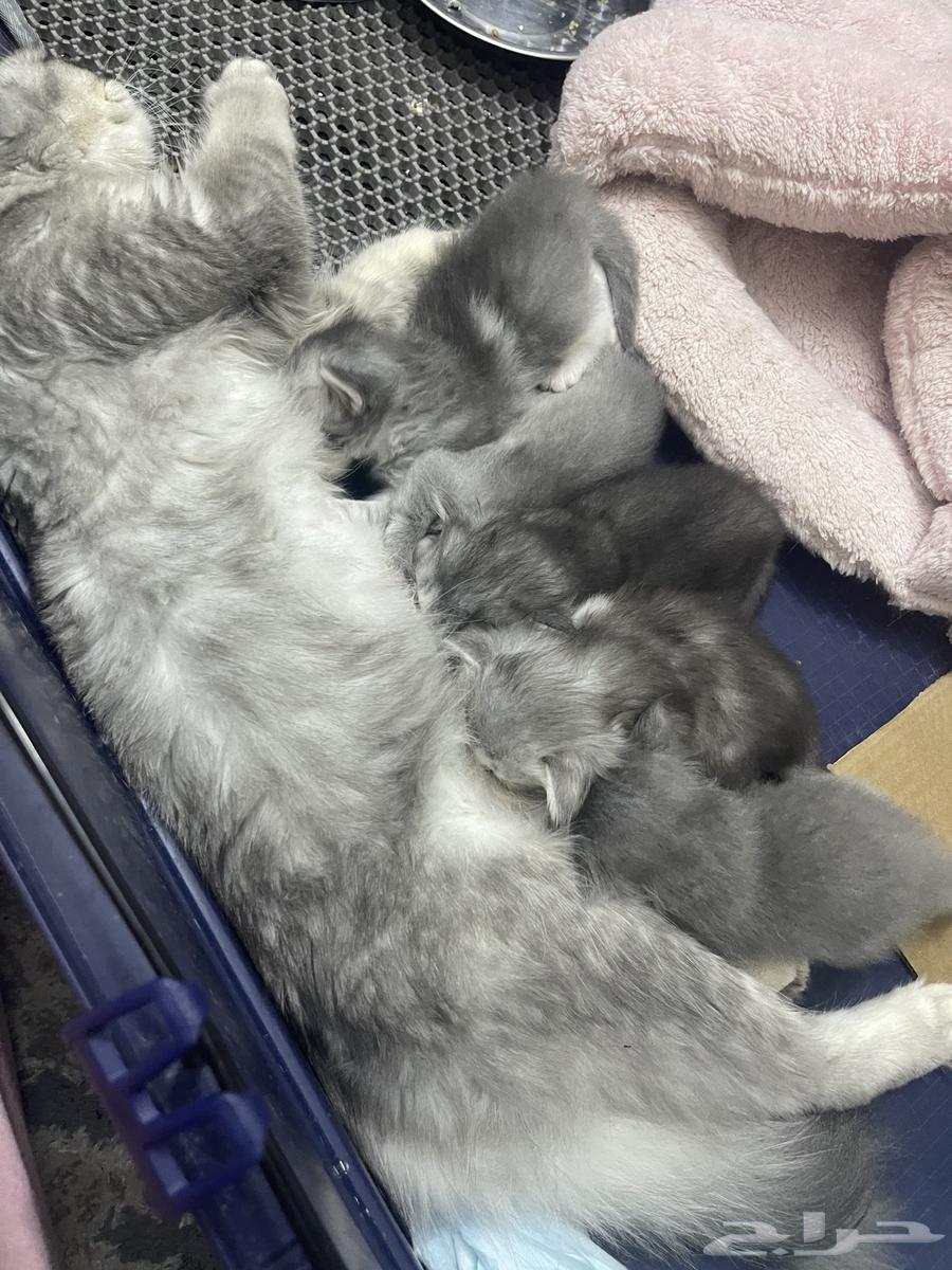 قطط للبيع ذكور وإناث64556240556674113