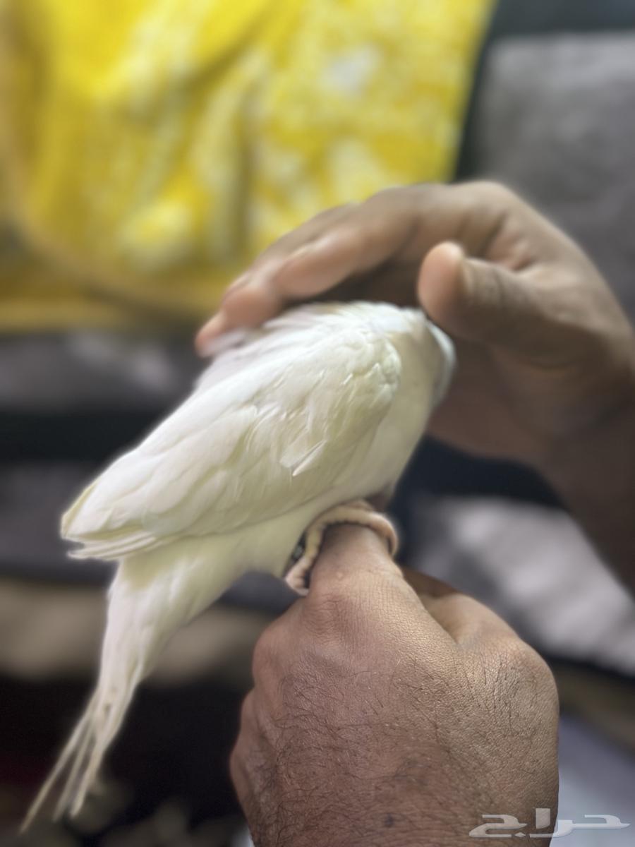 ببغاء درة هولندي البينو64558530961283111