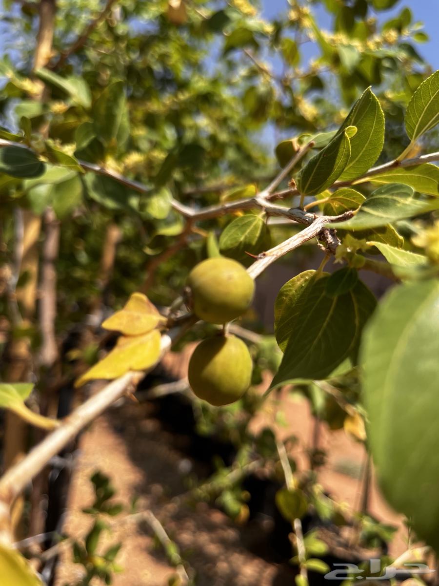 Local Sidr Trees, African Acacia, Other Trees64561740637058111