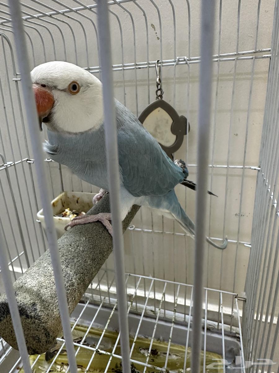 دره كلير هيد كلير تيل متكلم64559421686529113