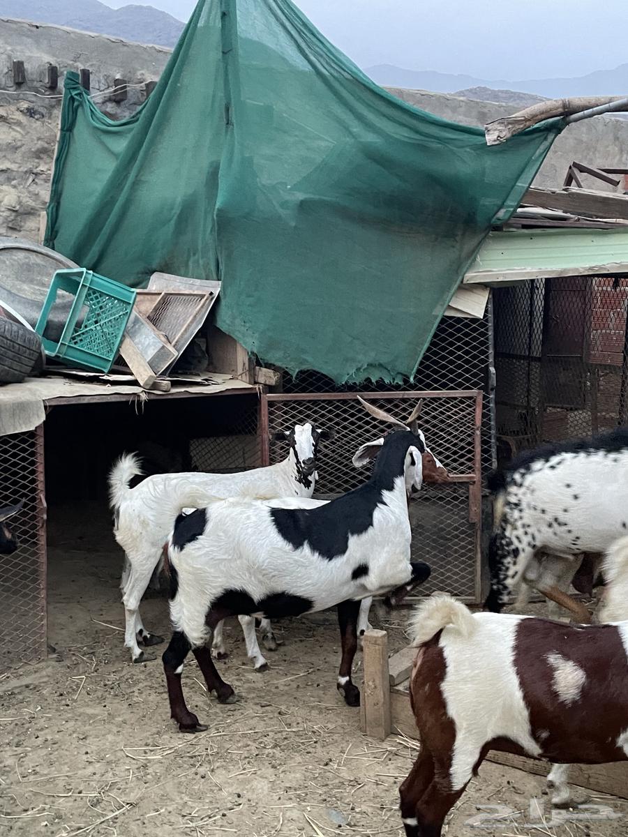 معزا مقاني. تم البيع64559911444994112