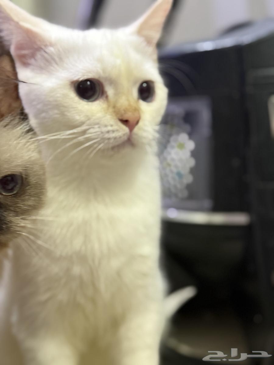 قط سكوتش ستريت أبيض ذكر العمر 7 شهور نشيط ويحب اللعب64561305707265110