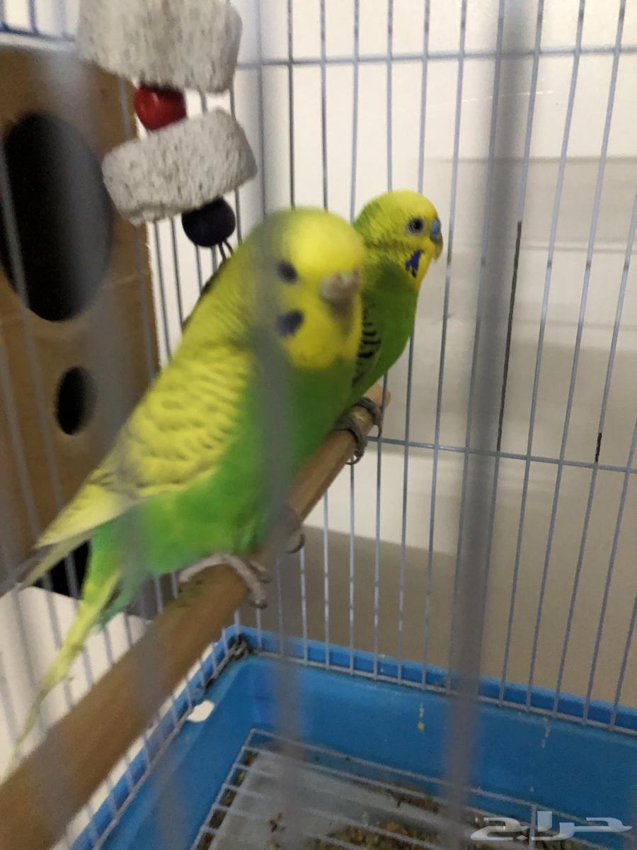 زوج بادجي64561502939778110