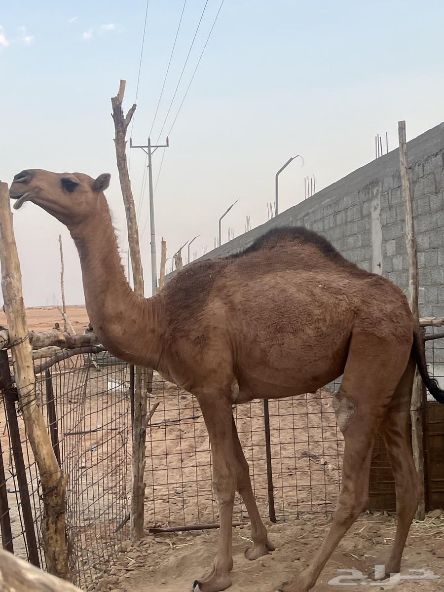 بكره حمراء باتليه64559168536322110