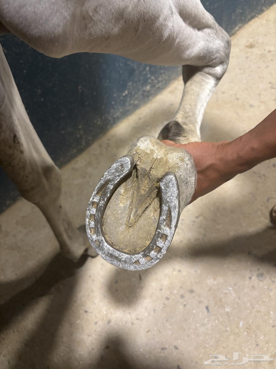 Al-Khayl Sha3bi Shaikhkh64560473557762114