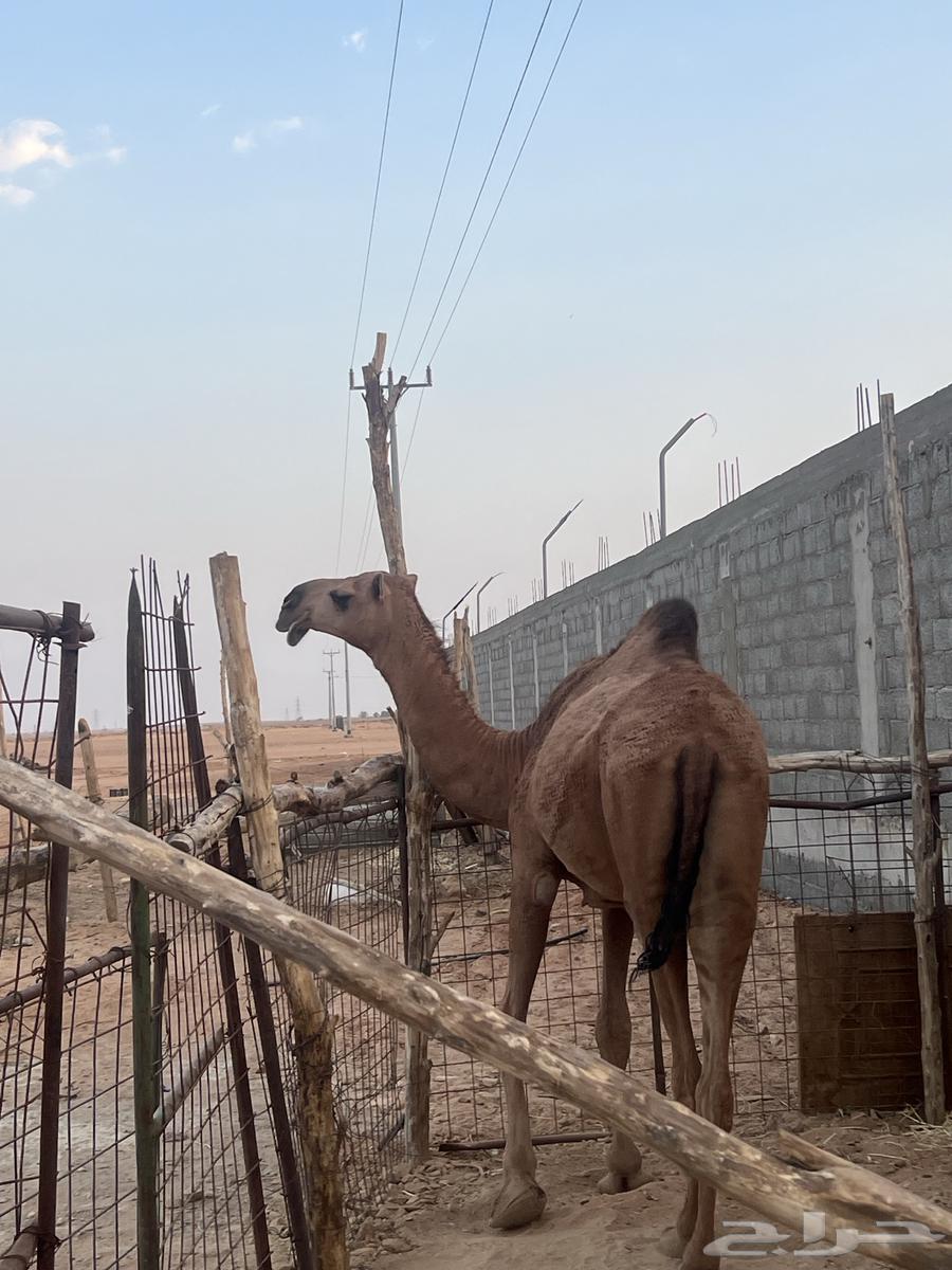 بكره حمراء باتليه64559168536322113