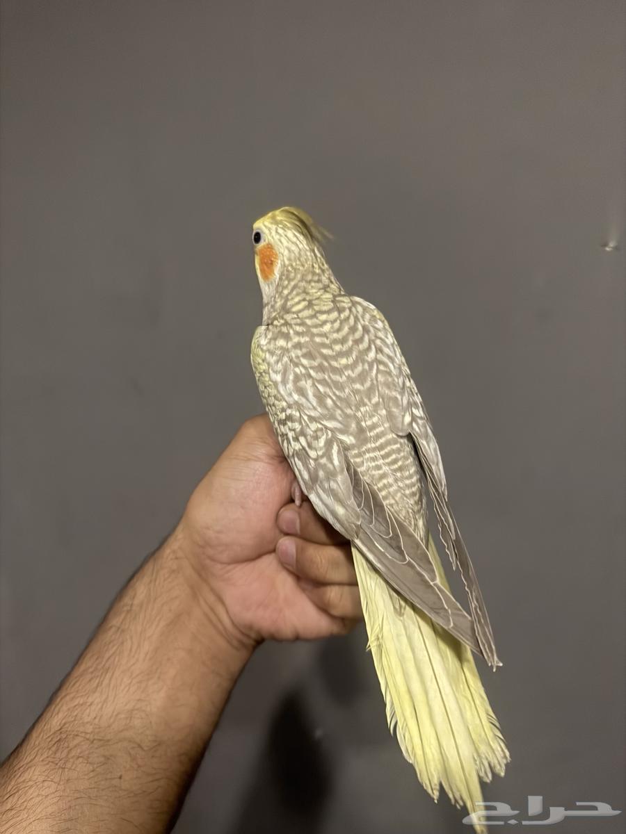 للبيع طيور كروان اليفات جدا ( تم البيع )64562179447041113