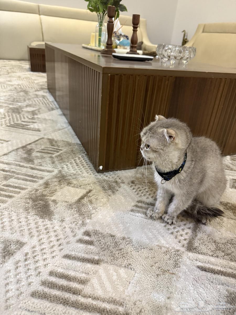 قطوه سكوتش للبيع64556903011203113