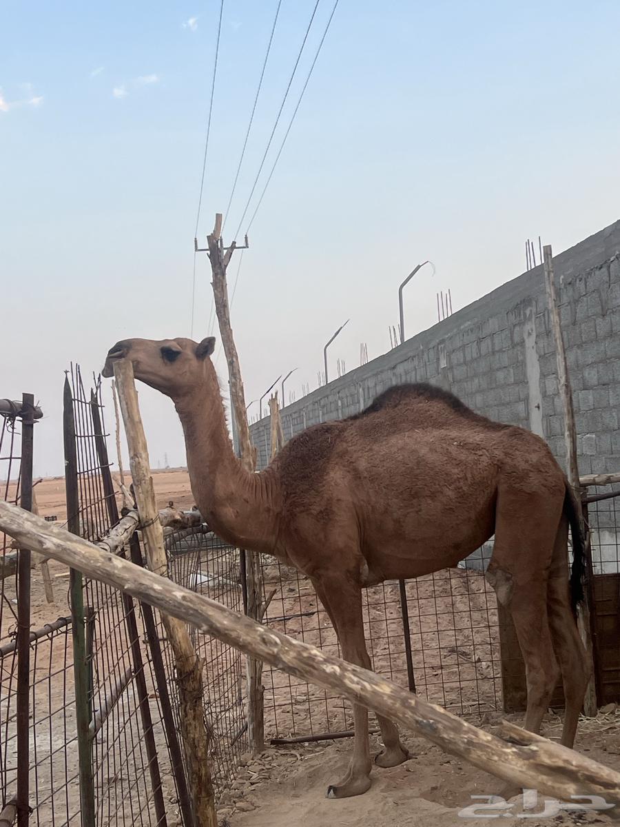 بكره حمراء باتليه64559168536322114