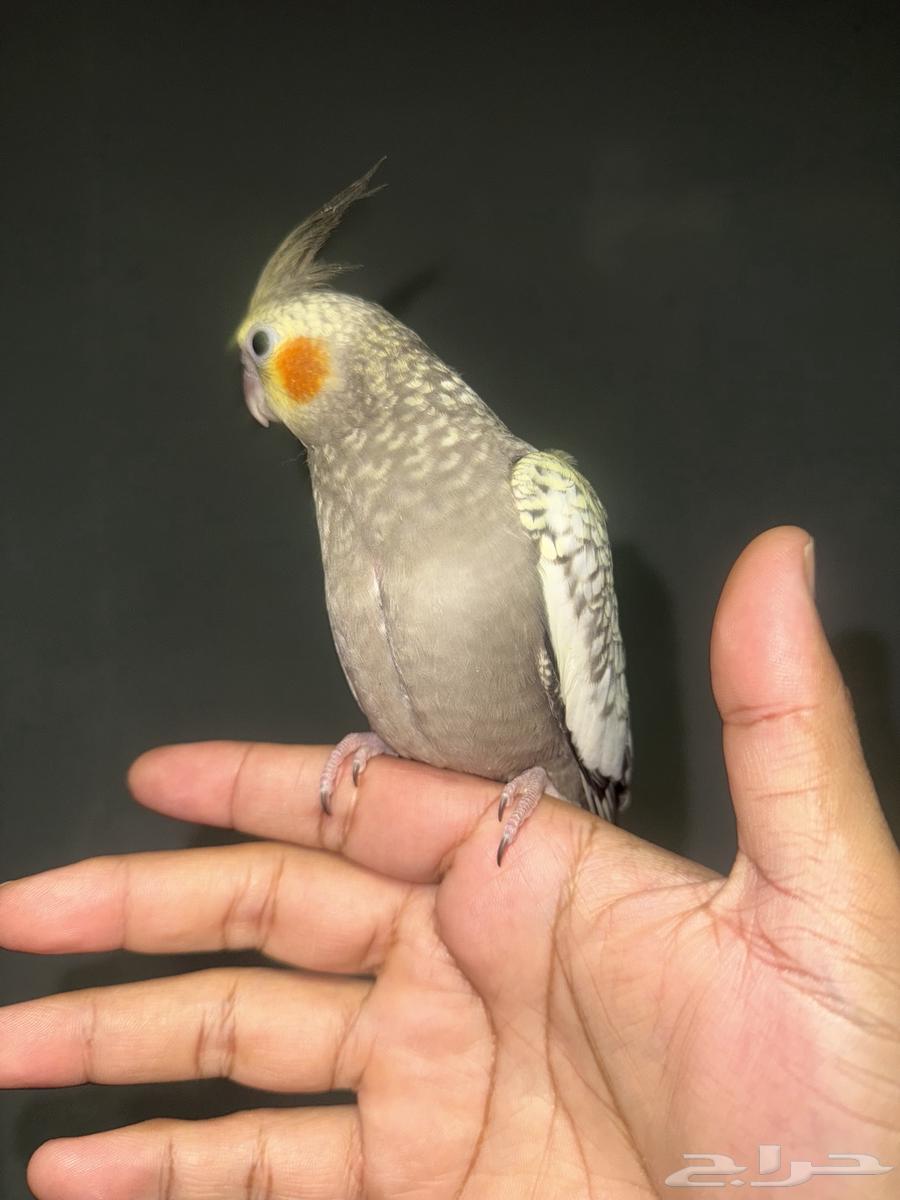 للبيع طيور كروان اليفات جدا ( تم البيع )64562179447041111