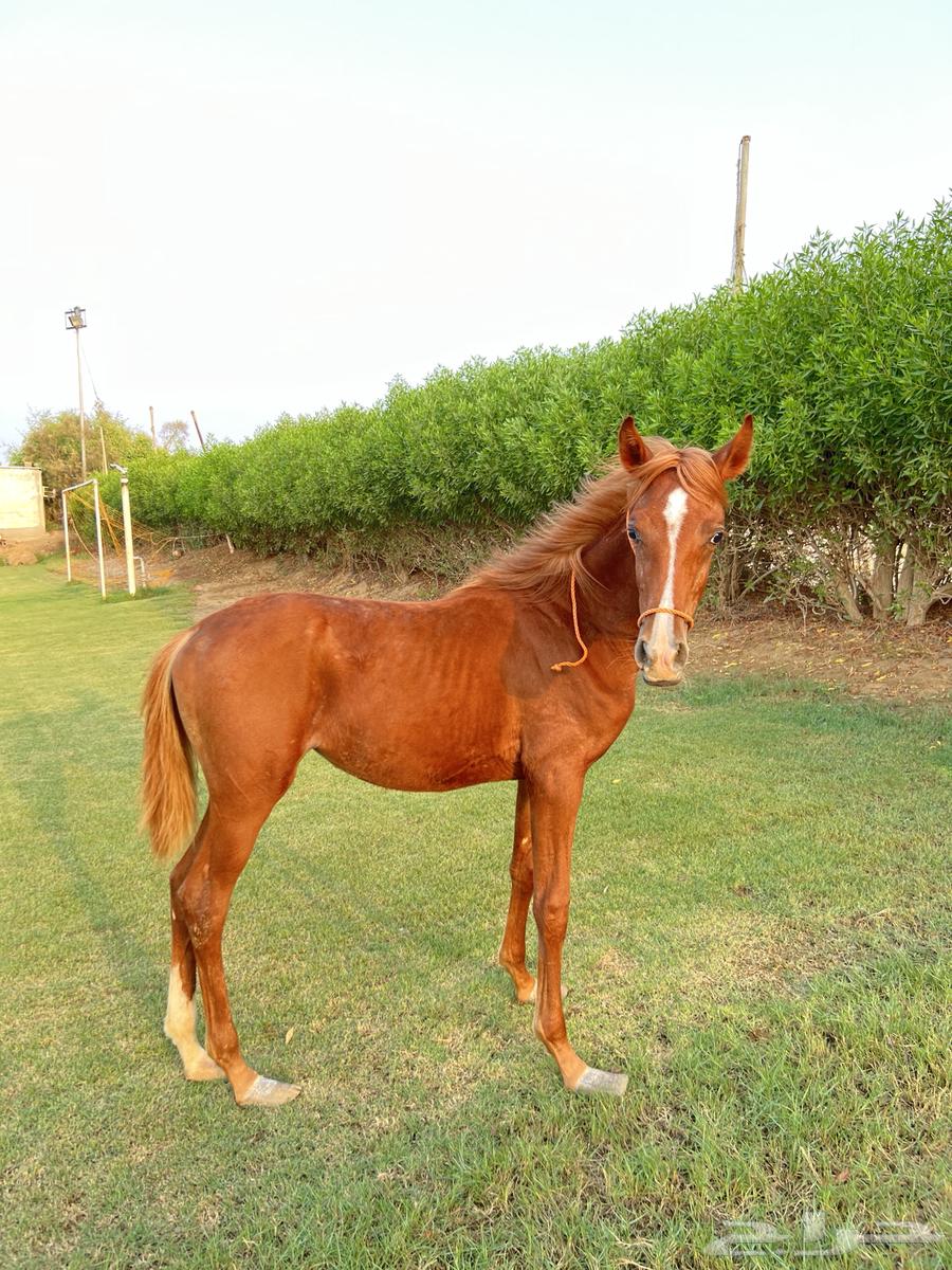 مهره شعبية عمرها 6 شهور تقريبا64542175823619110