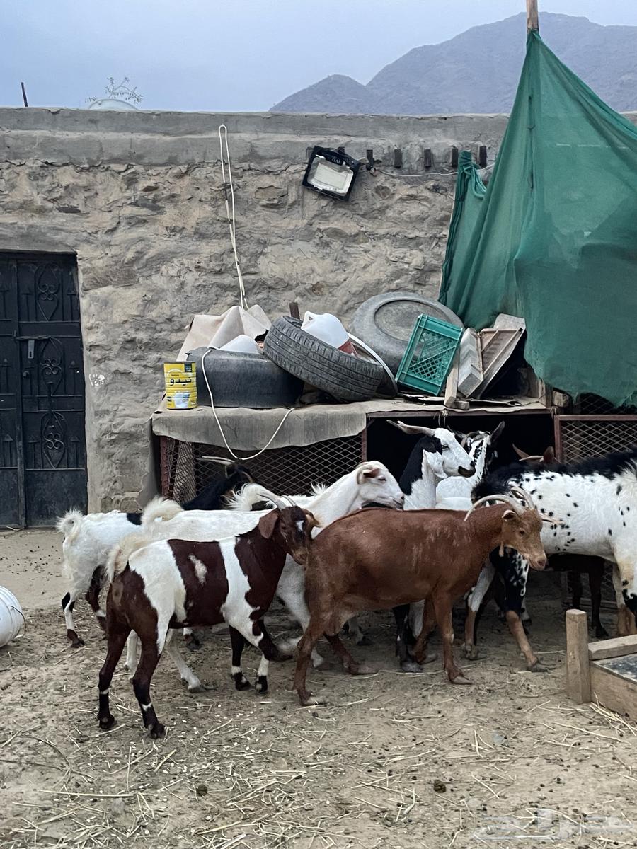 معزا مقاني. تم البيع64559911444994113