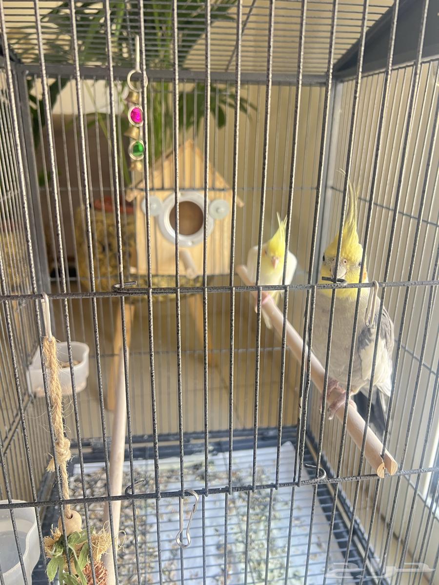 طيور كوكتيل كروان64555376167297112