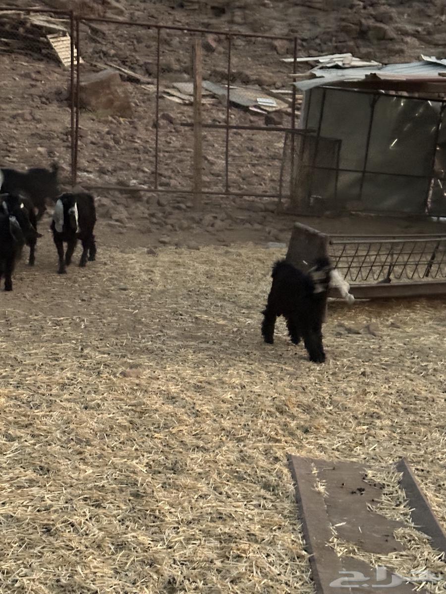 للبيع تيوس عوارض64560782103810111