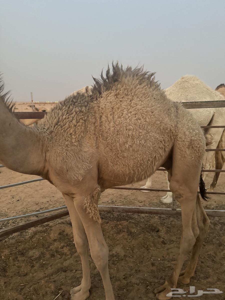 قعود طايش على حليب شرط64559967548419112