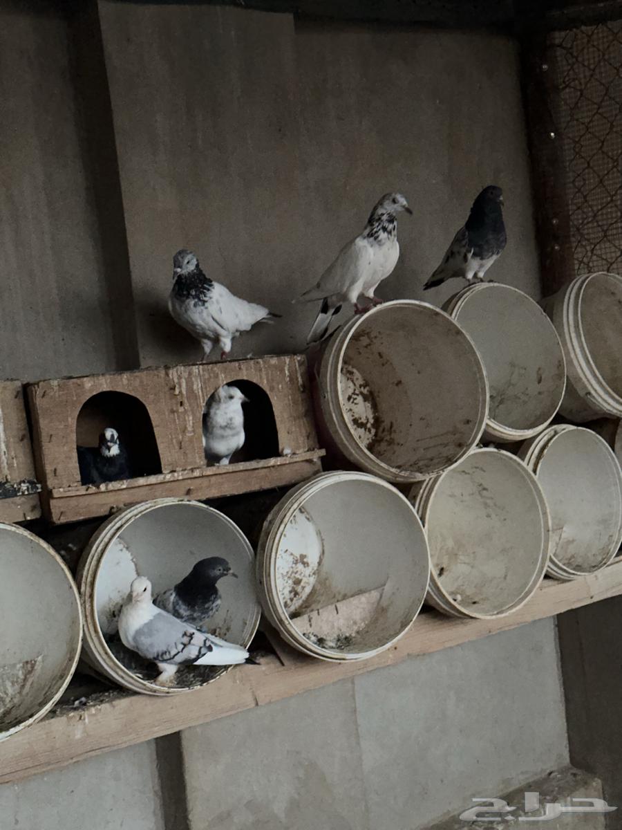 للبيع حمام هنديات64559449718019112