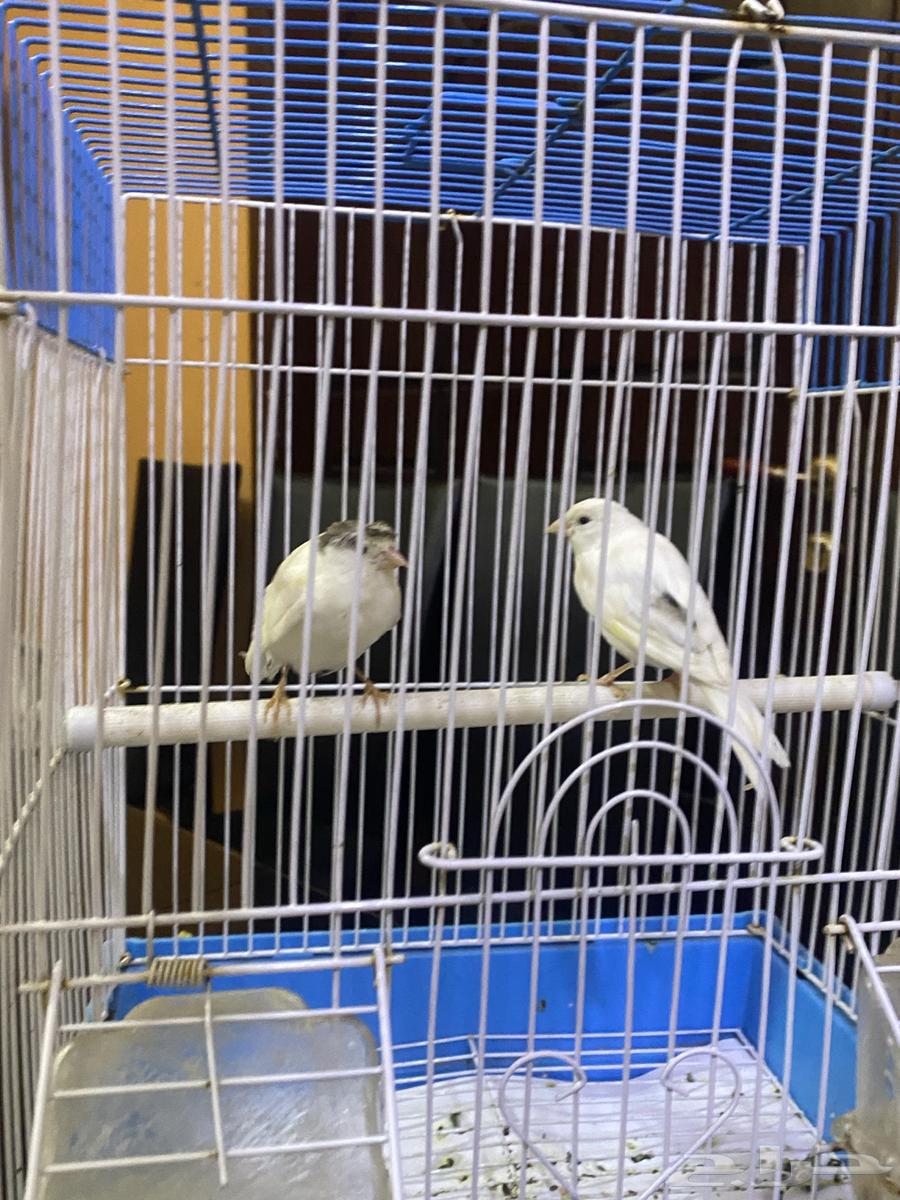 فروخ كناري بيض64559421696898114