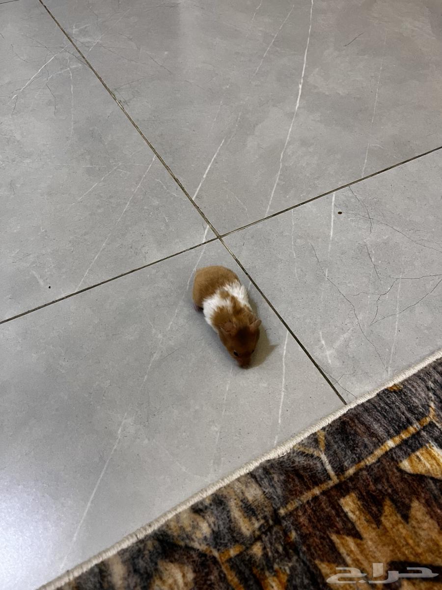 Syrian Hamsters64562290892034111