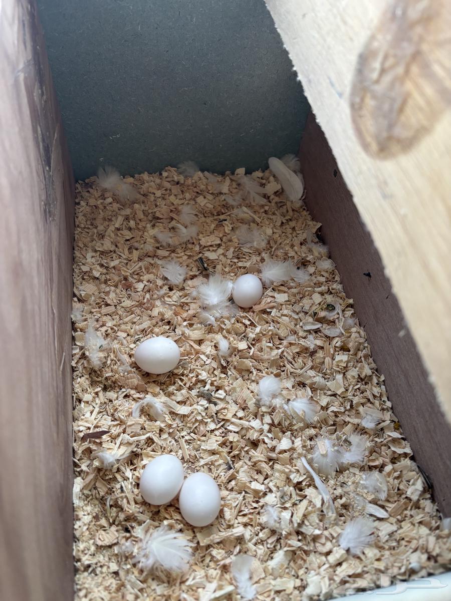 زوج كروان (كوكتيل) على السوم تم البيع64558252704769111