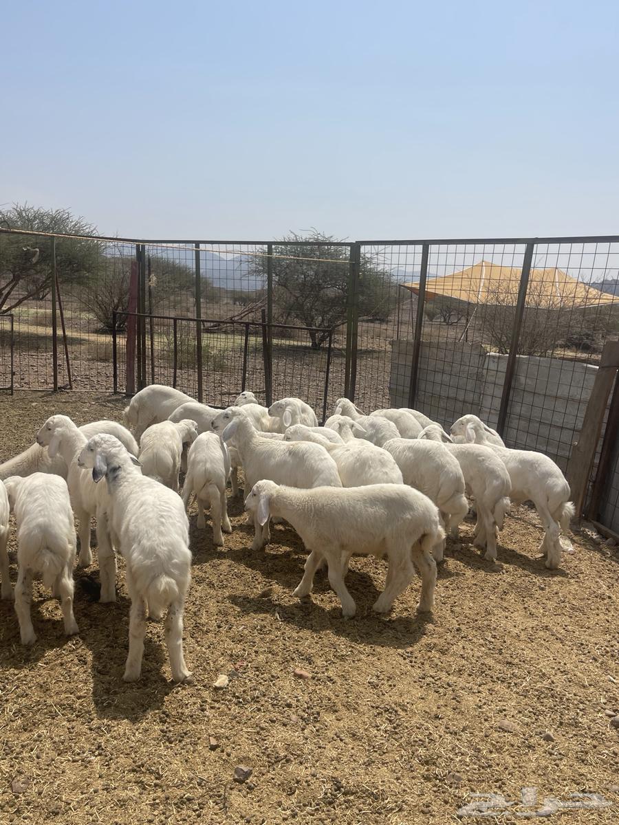 Talian (Sold)64556539606145112