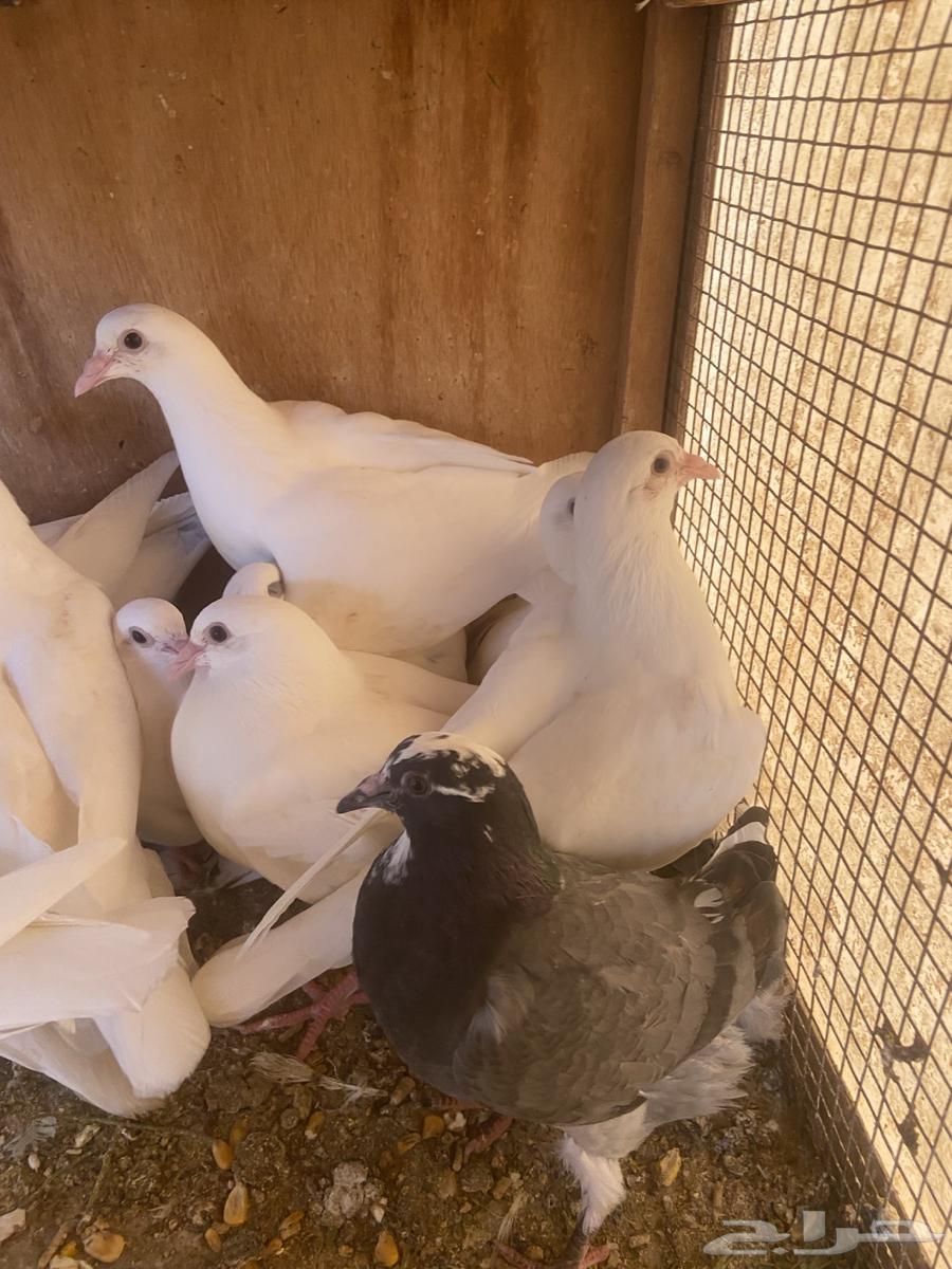 Pigeon or Dove64555138193027113