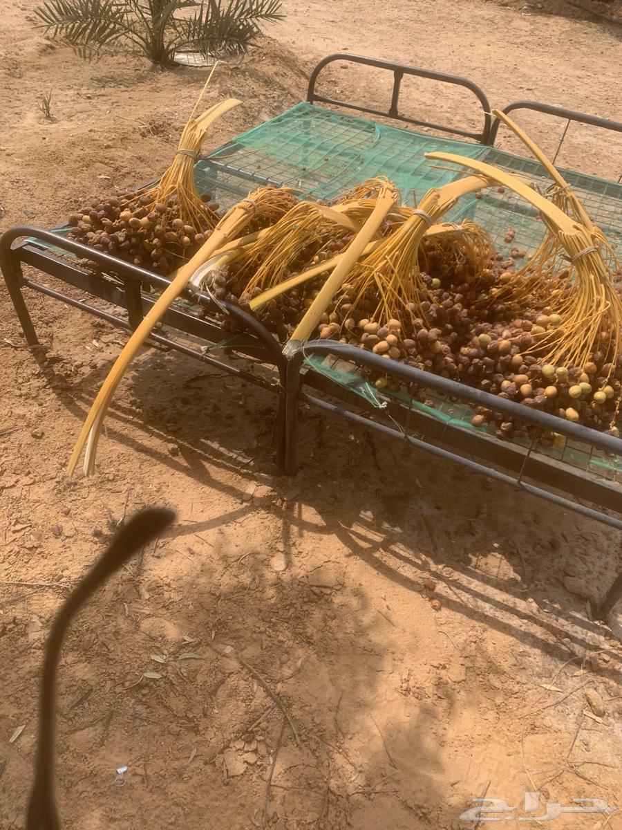 There is sweet, sugary date from a new farm production, ready for harvest now.64556070831490110